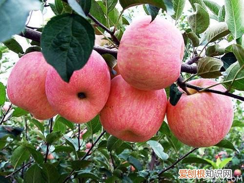 红富士苹果营养价值 喜欢吃苹果的看过来