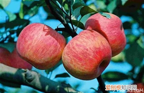 红富士苹果营养价值 喜欢吃苹果的看过来