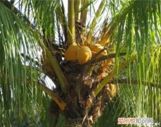 海底椰的功效 海底椰的功效及食用方法