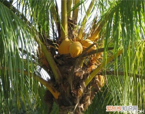 海底椰的功效 海底椰的功效及食用方法