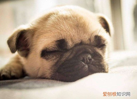 巴哥犬价格是多少钱一只 不同地区价格不同