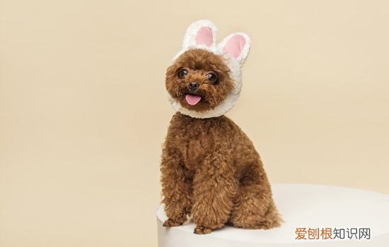 如何训练泰迪定点大小便 怎么训练泰迪定点大小便