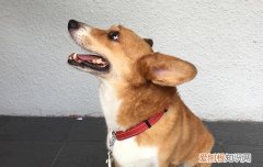 狗狗腹水能活下来吗 狗腹水可以活多久