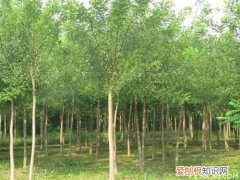 榆树叶发黄落叶是为什么？榆树叶怎么栽培，盆栽榆树黄叶落叶是怎么回事