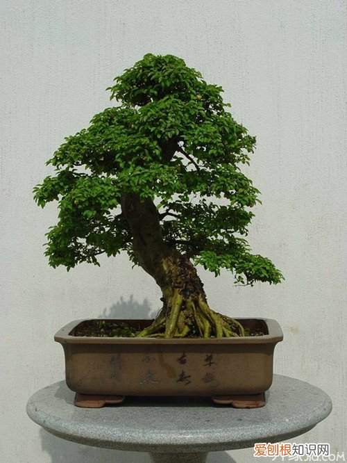 榆树叶发黄落叶是为什么？榆树叶怎么栽培，盆栽榆树黄叶落叶是怎么回事