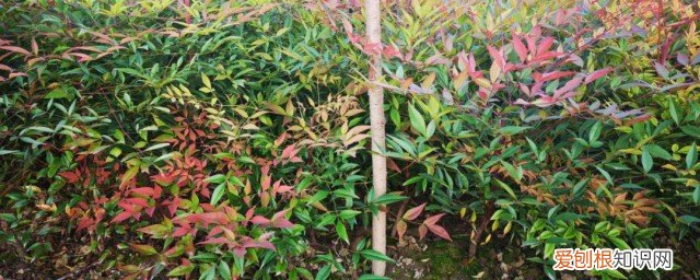 南天竹种子种植方法 南天竹种子如何种植呢