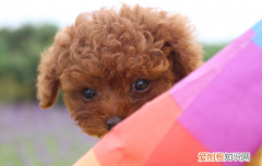 泰迪智商排名 泰迪智商排名第几