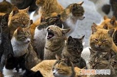 流浪猫为什么会聚在一起 抱团取暖