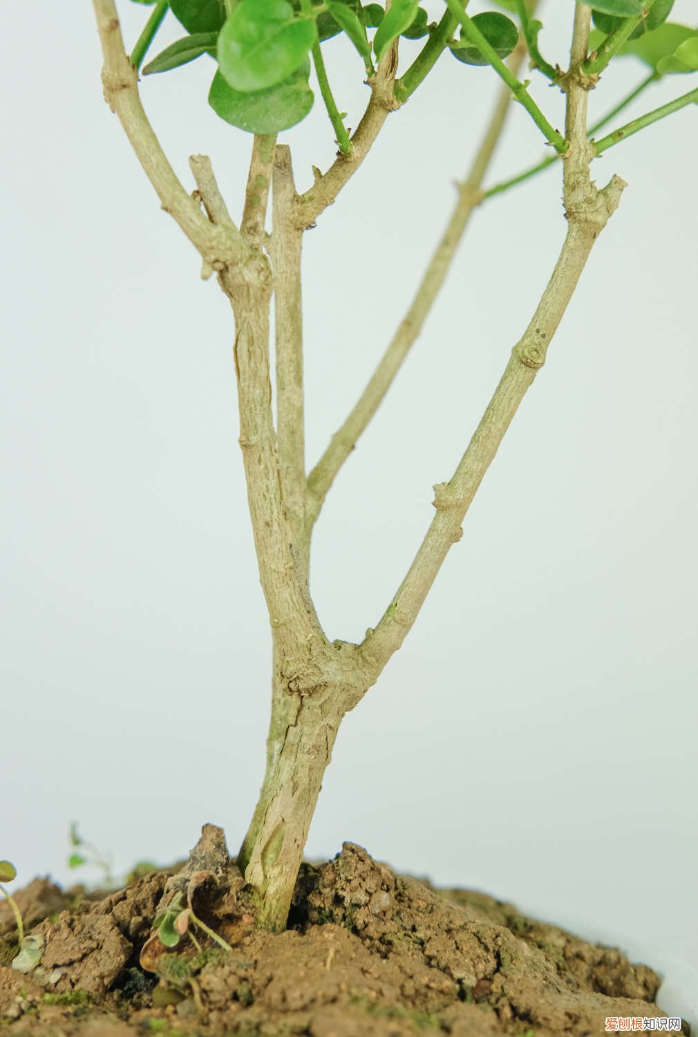 茉莉花在冬天会不会冻死 茉莉花安全越冬的方法，茉莉花会被冻死吗