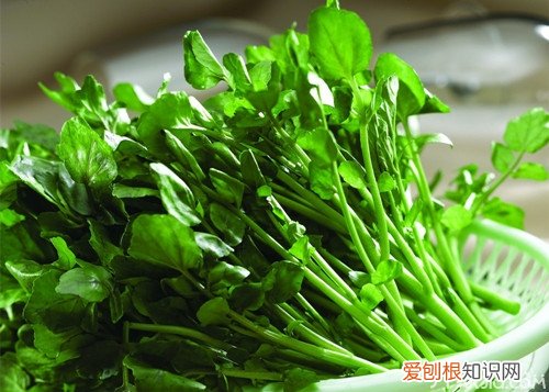 西洋菜的功效与作用西洋菜孕妇能吃吗