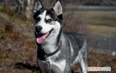 哈士奇多大可以吃成犬狗粮 哈士奇多大吃成犬粮