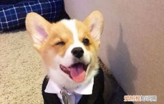 柯基一般寿命 柯基的寿命