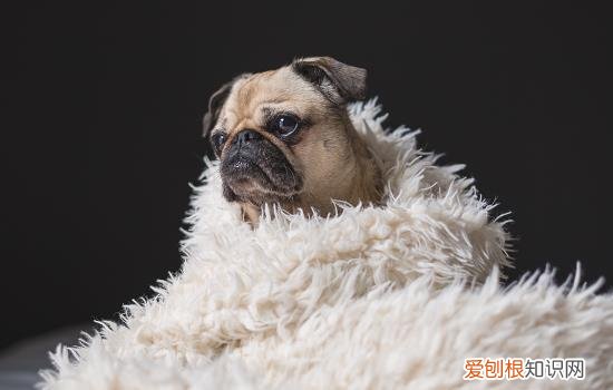 怎么知道狗狗在发烧 狗狗怎么知道发烧了