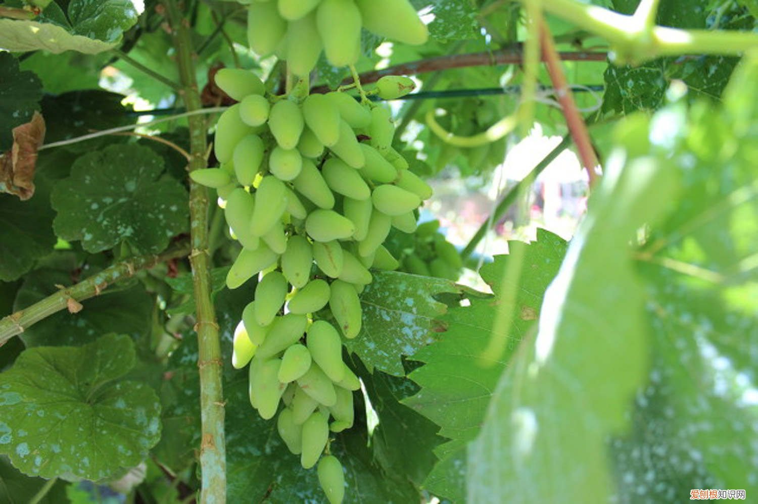 葡萄种植与管理方法与技术 盆栽葡萄种植方法，种植技术与管理