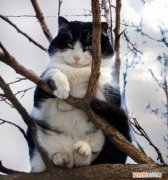 猫为什么喜欢爬树上 小猫为什么要爬树