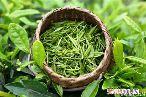 崂山茶介绍崂山茶的八大功效