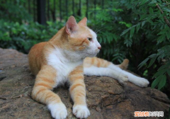 猫为什么喜欢往高的地方趴着 高的地方是猫咪地位的象征