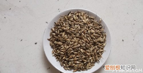 生麦芽和炒麦芽的区别与药理作用，生麦芽和炒麦芽的区别与药理作用是什么