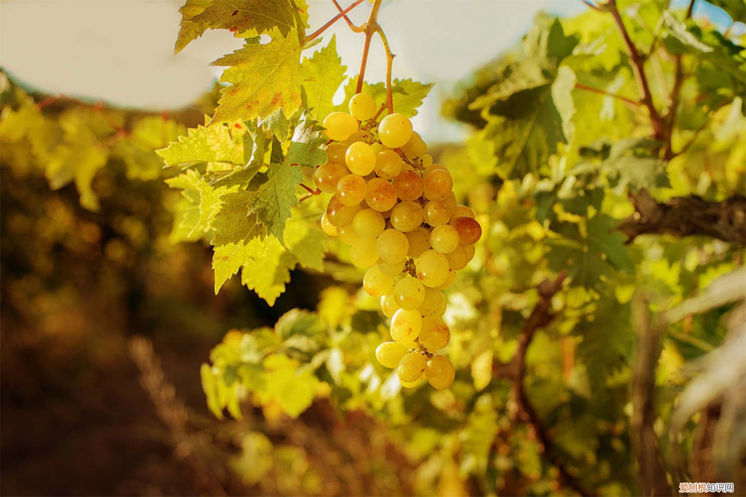 葡萄树怎么过冬天 盆栽葡萄树冬天怎样过冬，需要冬眠吗