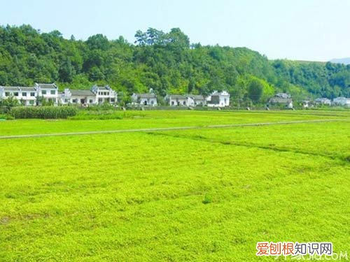 绞股蓝产地绞股蓝三大产地分布