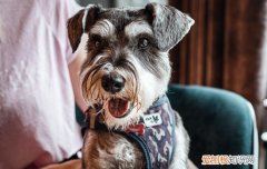 养雪纳瑞的新手应该注意什么 养雪纳瑞应该做好的准备