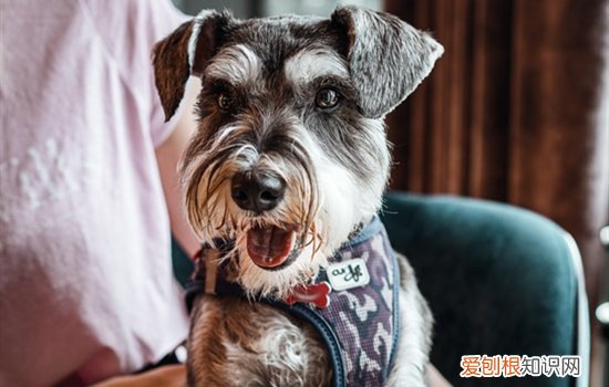 养雪纳瑞的新手应该注意什么 养雪纳瑞应该做好的准备