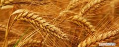 小麦发霉会带动其它小麦发霉吗对吗 小麦发霉会带动其它小麦发霉吗