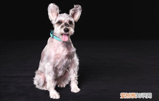 老年雪纳瑞怎么养护 老年雪纳瑞护理