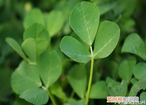 金花菜的营养价值 金花菜的用途