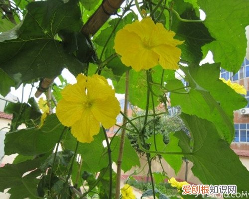 丝瓜花怎么吃 丝瓜花的功效与作用