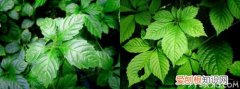 五叶绞股蓝与七叶绞股蓝的区别 绞股蓝能够治疗脂肪肝吗？
