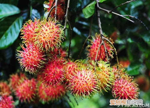红毛丹什么味道 红毛丹选购技巧