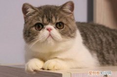 加菲猫为什么不好养 费时费力费钱