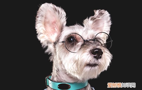 雪纳瑞幼犬喂养 雪纳瑞幼犬喂养方法