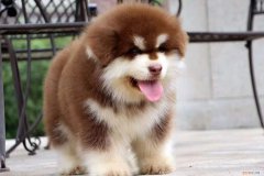 阿拉斯加掉毛怎么办 阿拉斯加掉毛