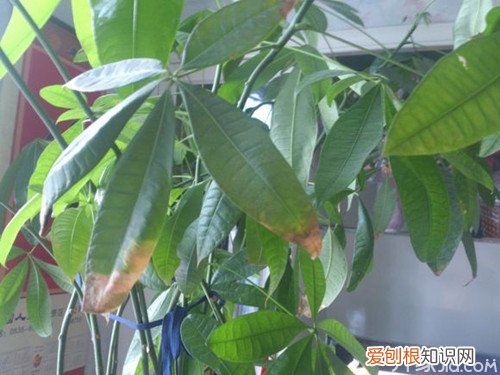 发财树掉叶子是怎么回事 发财树为什么会发黄？