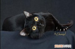 孟买猫为什么长不胖 多喂它喜欢吃的东西