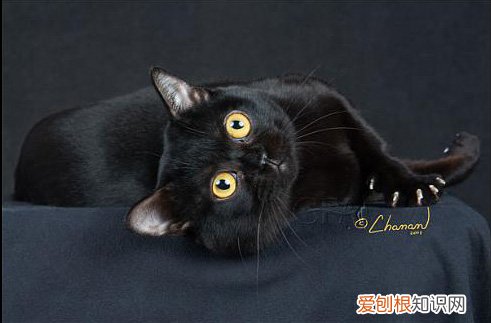 孟买猫为什么长不胖 多喂它喜欢吃的东西