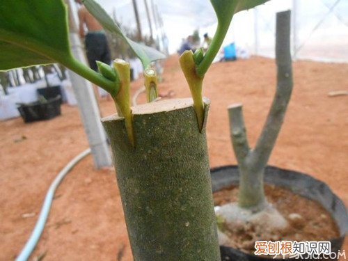 提高茶花存活率小技巧 茶花怎样嫁接