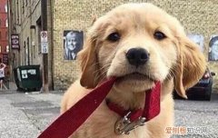 金毛选纯种还是杂种 金毛买杂种犬可以吗