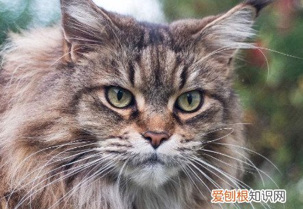 缅因猫半岁 缅因猫一岁左右成年