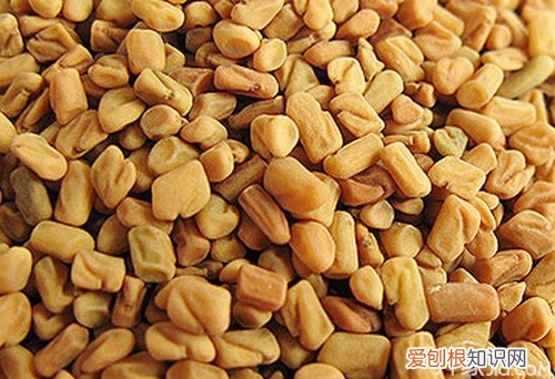 葫芦巴的功效葫芦巴的副作用