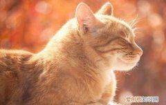 金渐层掉毛严重吗 金渐层掉毛厉害吗