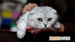 折耳猫为什么喜欢在枕头边睡 枕头边睡得舒服