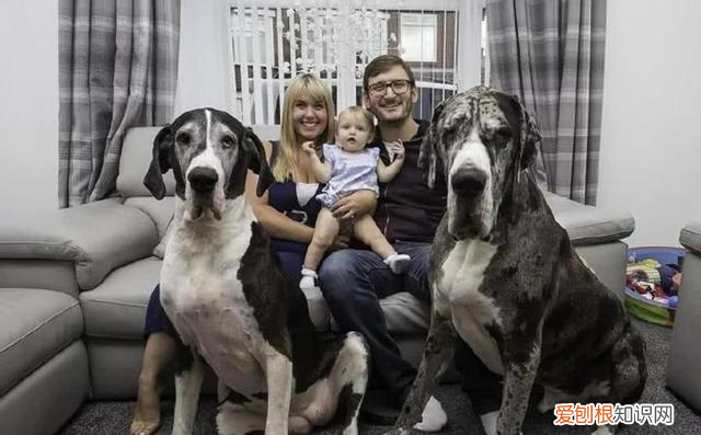 那种狗的寿命长 这几种狗狗寿命较短,看到第一种不敢相信!