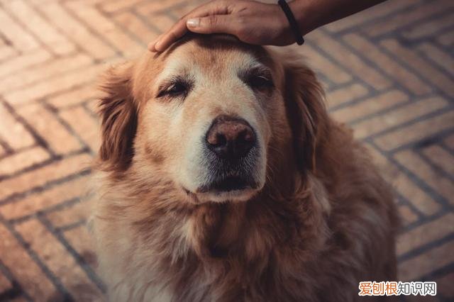 那种狗的寿命长 这几种狗狗寿命较短,看到第一种不敢相信!