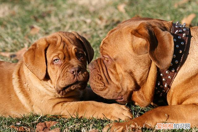 那种狗的寿命长 这几种狗狗寿命较短,看到第一种不敢相信!