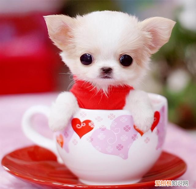 那种狗的寿命长 这几种狗狗寿命较短,看到第一种不敢相信!