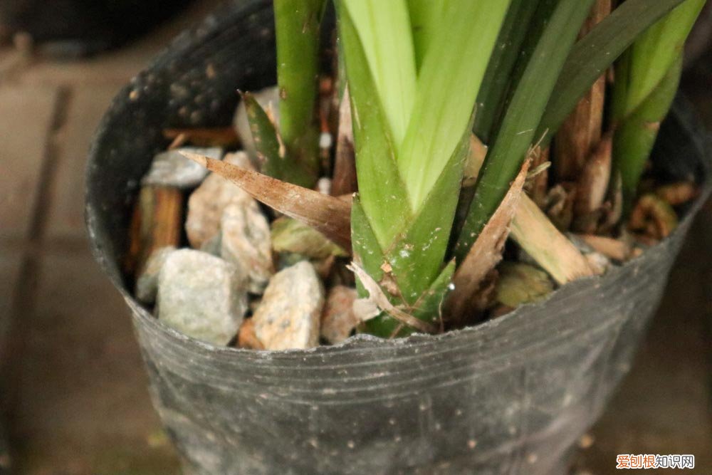 怎样给兰花分株 分株注意事项介绍 兰花怎样分株发苗率高