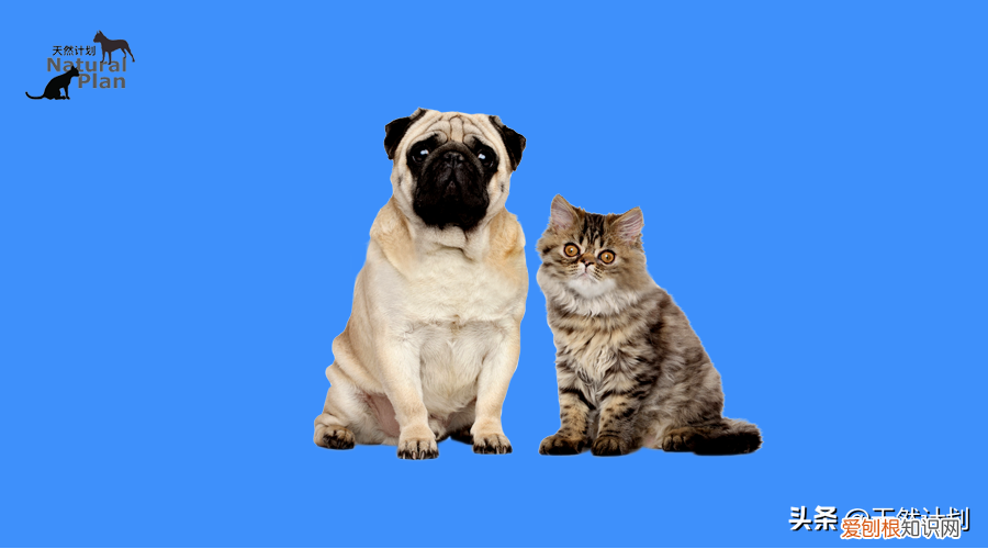 如何知道孩子的血型，你知道自家的毛孩子是什么血型吗？